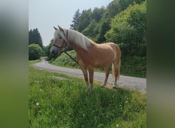 Haflinger, Jument, 5 Ans, 140 cm, Alezan