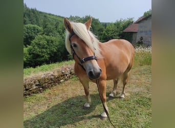 Haflinger, Jument, 5 Ans, 140 cm, Alezan