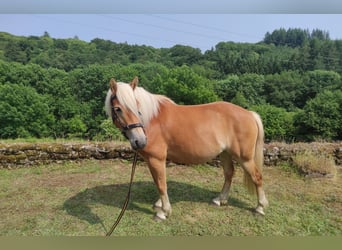 Haflinger, Jument, 5 Ans, 140 cm, Alezan