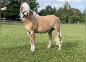 Haflinger, Jument, 5 Ans, 145 cm, Alezan
