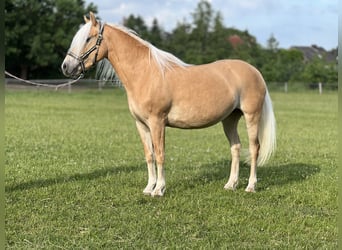 Haflinger, Jument, 5 Ans, 145 cm, Alezan