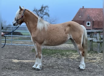 Haflinger, Jument, 5 Ans, 145 cm, Alezan