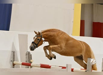 Haflinger, Jument, 5 Ans, 145 cm, Palomino