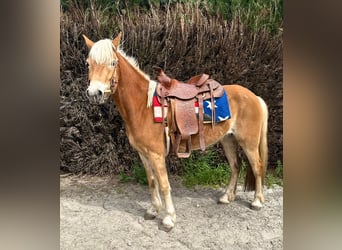 Haflinger, Jument, 5 Ans, 147 cm, Alezan