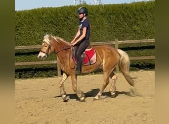 Haflinger, Jument, 5 Ans, 147 cm, Alezan