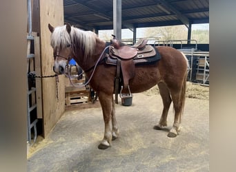 Haflinger, Jument, 5 Ans, 148 cm