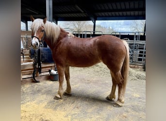 Haflinger, Jument, 5 Ans, 148 cm