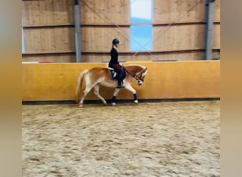 Haflinger, Jument, 5 Ans, 153 cm, Isabelle