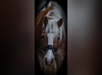 Haflinger, Jument, 5 Ans, 155 cm, Alezan