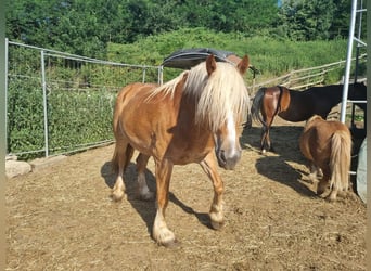 Haflinger Croisé, Jument, 5 Ans, 160 cm, Bai clair