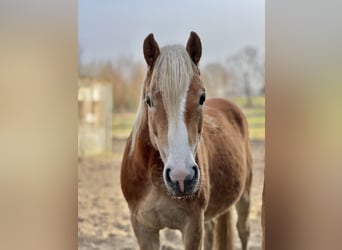 Haflinger, Jument, 5 Ans, Alezan
