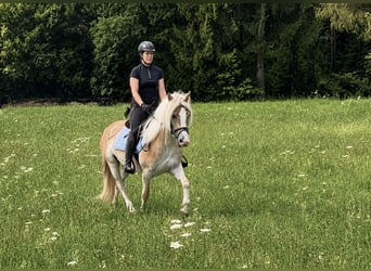 Haflinger, Jument, 6 Ans, 140 cm, Alezan
