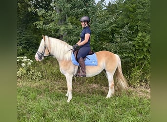 Haflinger, Jument, 6 Ans, 140 cm, Alezan