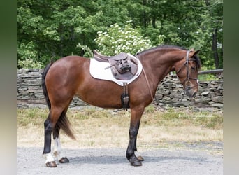 Haflinger, Jument, 6 Ans, 142 cm, Bai cerise