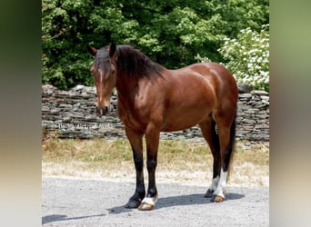 Haflinger, Jument, 6 Ans, 142 cm, Bai cerise