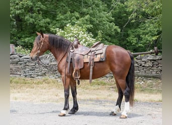 Haflinger, Jument, 6 Ans, 142 cm, Bai cerise