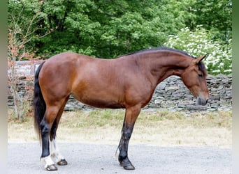 Haflinger, Jument, 6 Ans, 142 cm, Bai cerise