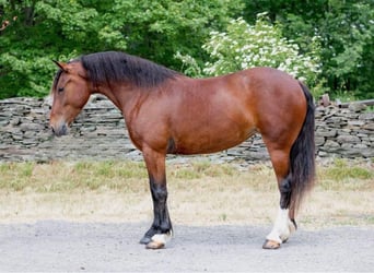 Haflinger, Jument, 6 Ans, 142 cm, Bai cerise