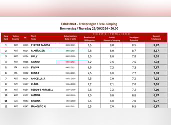 Haflinger, Jument, 6 Ans, 145 cm, Palomino