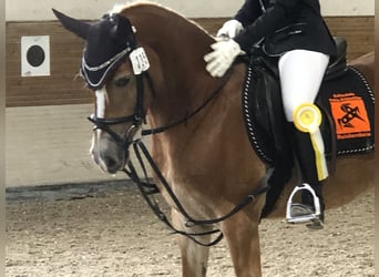 Haflinger, Jument, 6 Ans, 147 cm, Alezan