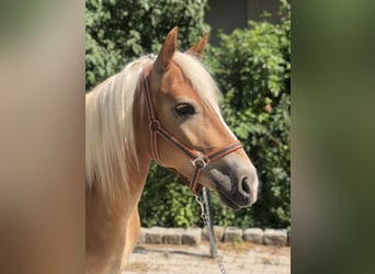 Haflinger, Jument, 6 Ans, 147 cm, Alezan