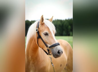 Haflinger Croisé, Jument, 6 Ans, 148 cm, Alezan