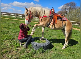 Haflinger, Jument, 6 Ans, 148 cm, Alezan