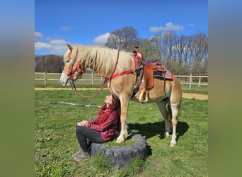 Haflinger, Jument, 6 Ans, 148 cm, Alezan