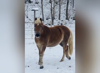 Haflinger, Jument, 6 Ans, 148 cm
