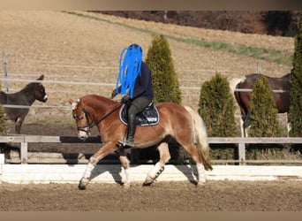Haflinger, Jument, 6 Ans, 148 cm