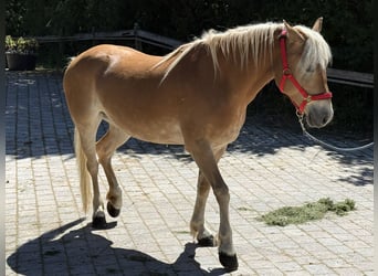 Haflinger, Jument, 6 Ans, 150 cm, Bai clair