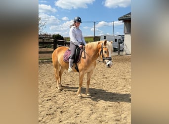 Haflinger, Jument, 6 Ans, 150 cm