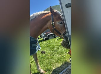 Haflinger, Jument, 6 Ans, 152 cm