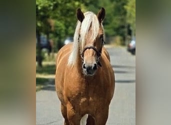Haflinger Croisé, Jument, 6 Ans, 152 cm, Palomino