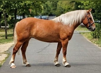 Haflinger Croisé, Jument, 6 Ans, 152 cm, Palomino