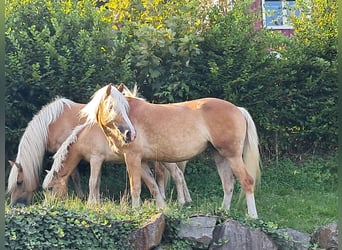 Haflinger, Jument, 6 Ans, 153 cm, Alezan