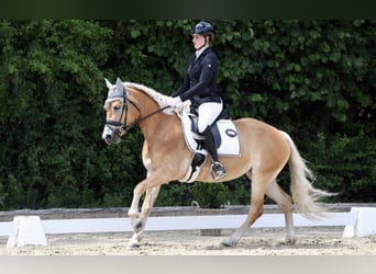 Haflinger, Jument, 6 Ans, 153 cm, Alezan