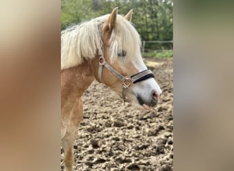 Haflinger, Jument, 6 Ans, 153 cm, Palomino