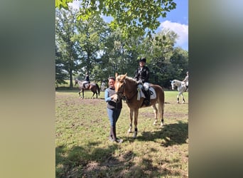 Haflinger, Jument, 6 Ans, 154 cm, Alezan