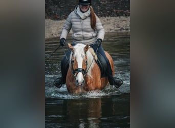Haflinger, Jument, 6 Ans, 155 cm, Alezan