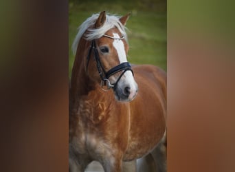 Haflinger, Jument, 6 Ans, 155 cm, Alezan
