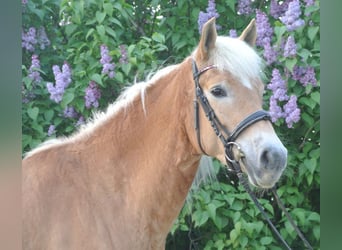 Haflinger, Jument, 6 Ans, 156 cm