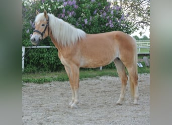 Haflinger, Jument, 6 Ans, 156 cm