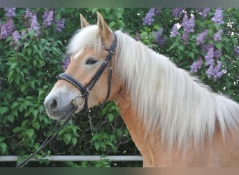 Haflinger, Jument, 6 Ans, 156 cm