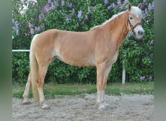 Haflinger, Jument, 6 Ans, 156 cm