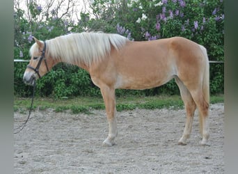 Haflinger, Jument, 6 Ans, 156 cm