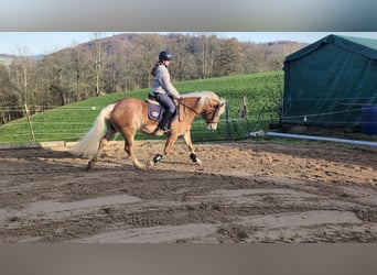 Haflinger, Jument, 6 Ans, 157 cm, Alezan cuivré