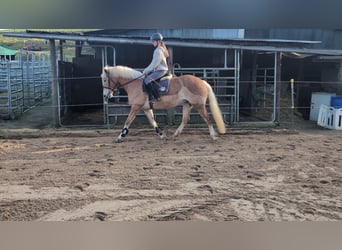 Haflinger, Jument, 6 Ans, 157 cm, Alezan cuivré