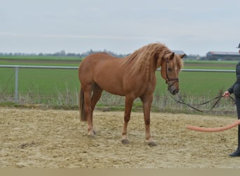 Haflinger Croisé, Jument, 6 Ans, 157 cm, Bai clair