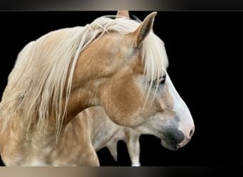 Haflinger Croisé, Jument, 6 Ans, 158 cm, Alezan